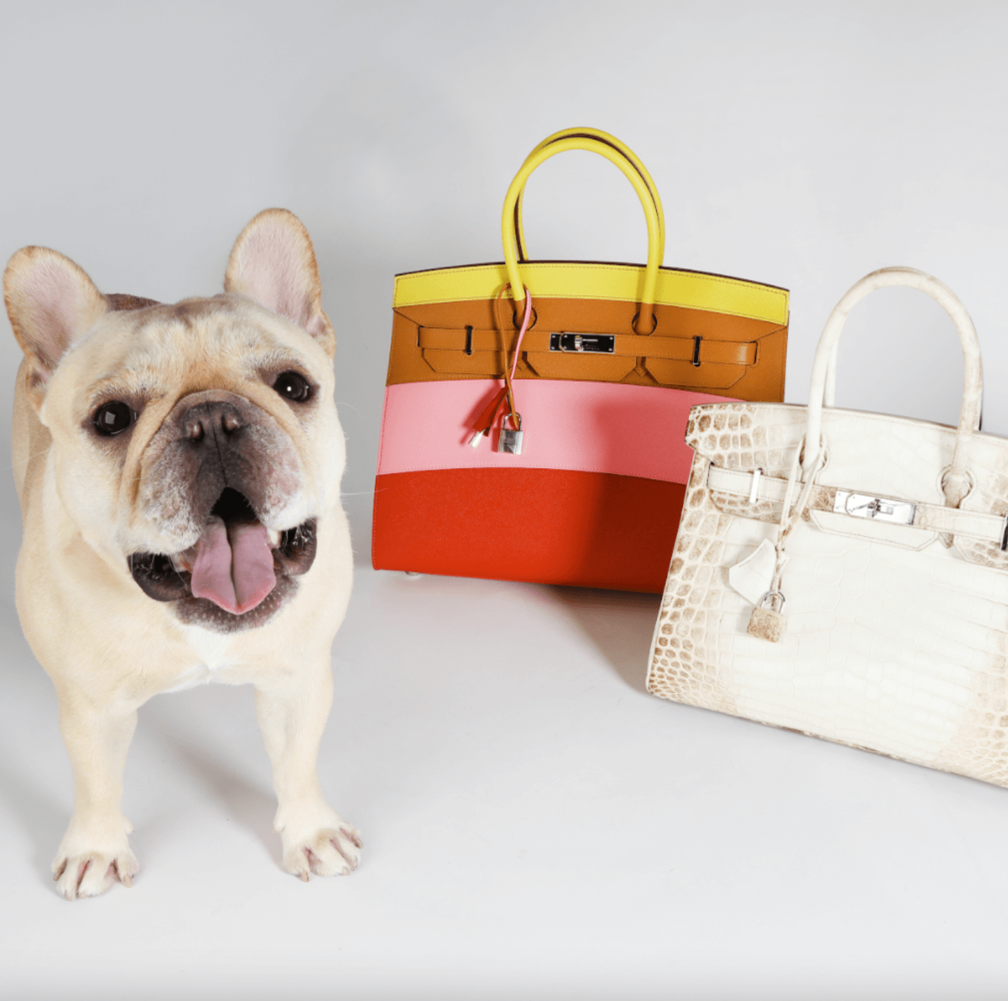 cute dog and hermes Birkin bags